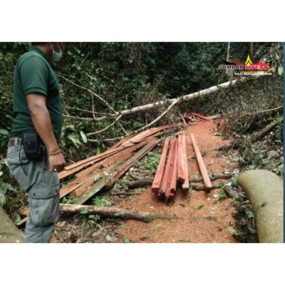 Penebangan Pohon kawasan Hutan Tanpa Izin di Tangkap