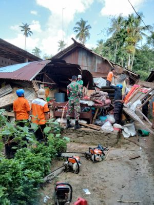 Pohon kelapa tumbang di Kabupaten Padang Pariaman