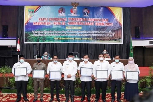 Tradisi Pacu Jawi Warisan Budaya Tak Benda Indonesia Tahun 2020