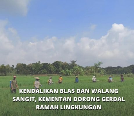 Langkah Antisipasi Dari Gangguan Serangan OPT (Organisme Pengganggu Tumbuhan) Langkah Antisipasi Dari Gangguan Serangan OPT (Organisme Pengganggu Tumbuhan)