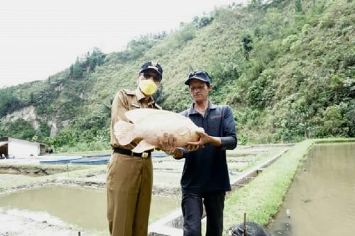 Bupati Safaruddin Kunjungi Budidaya Ikan Gurame Sago Asli Lima Puluh Kota