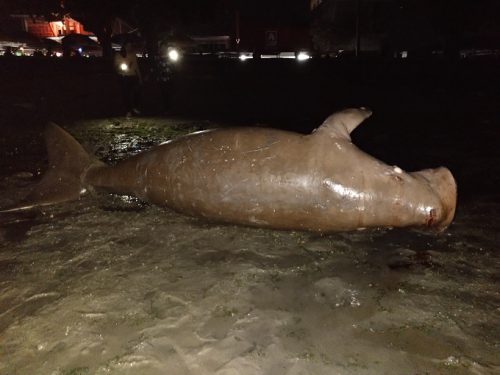 Dugong Terdampar di Tolitoli Kembali ditangani KKP